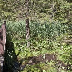 Foto 6 di Biotopo Torbiera Scichizza - Tarvisio