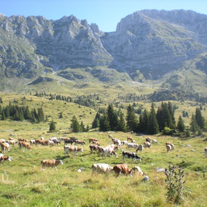 Foto 2 di Alm Montasio Sella Nevea