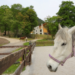 Foto 2 di Equitazione e fattoria didattica - Moggio Udinese