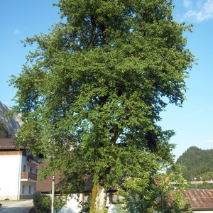 foto di Der Birnbaum von  Pontebba