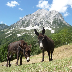 Foto 4 di Alloggio Agrituristico Tiere Viere - Moggio Ud.