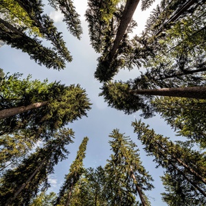 Foto 2 di The Forest Sound Track in Valbruna/Wolfsbach