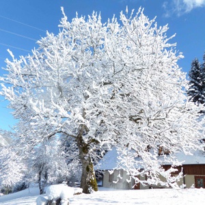 Foto 2 di Affittacamere Zimmerkarkus - Camporosso