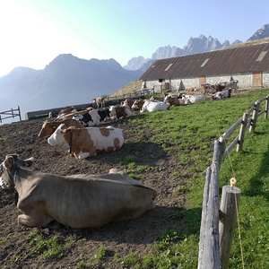 Foto 4 di Malga Glazzat Alto - Pontebba