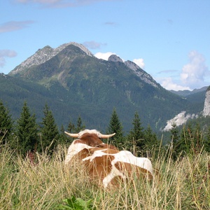 Foto 5 di Malga Glazzat Alto - Pontebba