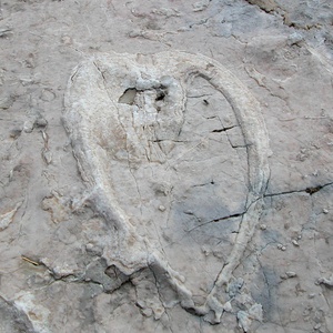 Foto 4 di Geologischer Lehrpfad Foran dal Mus
