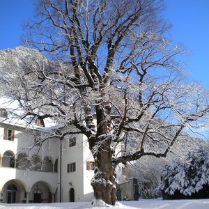 Foto 2 di Der Lindenbaum von Palazzo Veneziano in Malborghetto