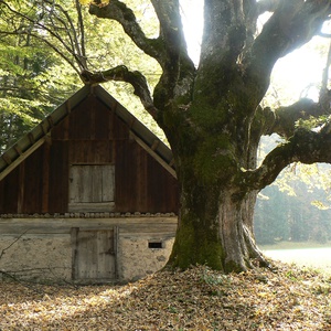 Foto 1 di Der Ahornbaum von Fusine - Tarvisio