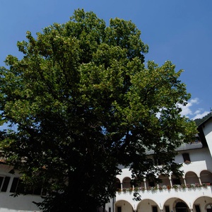 Foto 1 di Der Lindenbaum von Palazzo Veneziano in Malborghetto